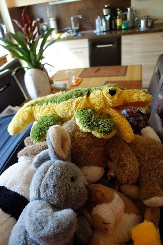 Krokodil auf Reisen